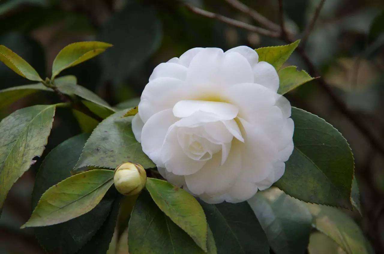 白山茶钢琴谱 阿泱-世上再无白山茶，但花总有重开之日5