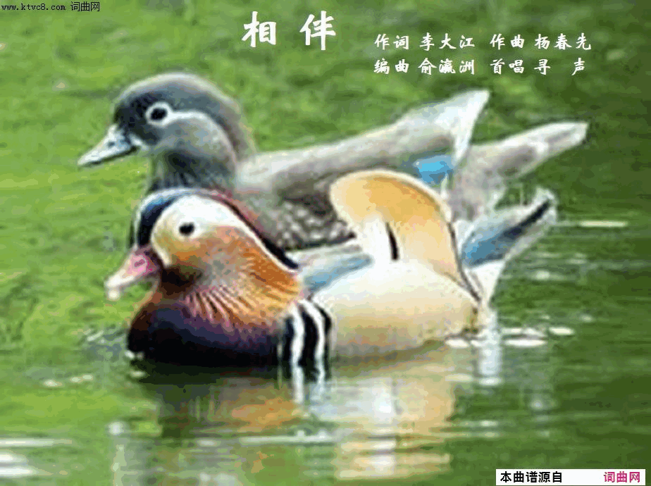 相伴杨春先曲简谱-寻声而来演唱-李大江/杨春先词曲1